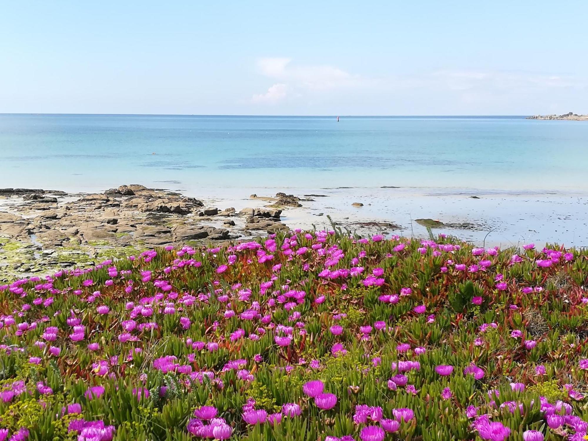 Nouelig Bras Bed & Breakfast Loctudy Dış mekan fotoğraf